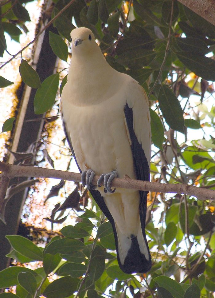 pied imperial pigeon