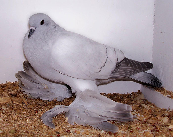 Ice Pigeon