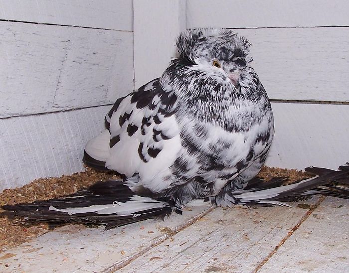 english trumpeter pigeons