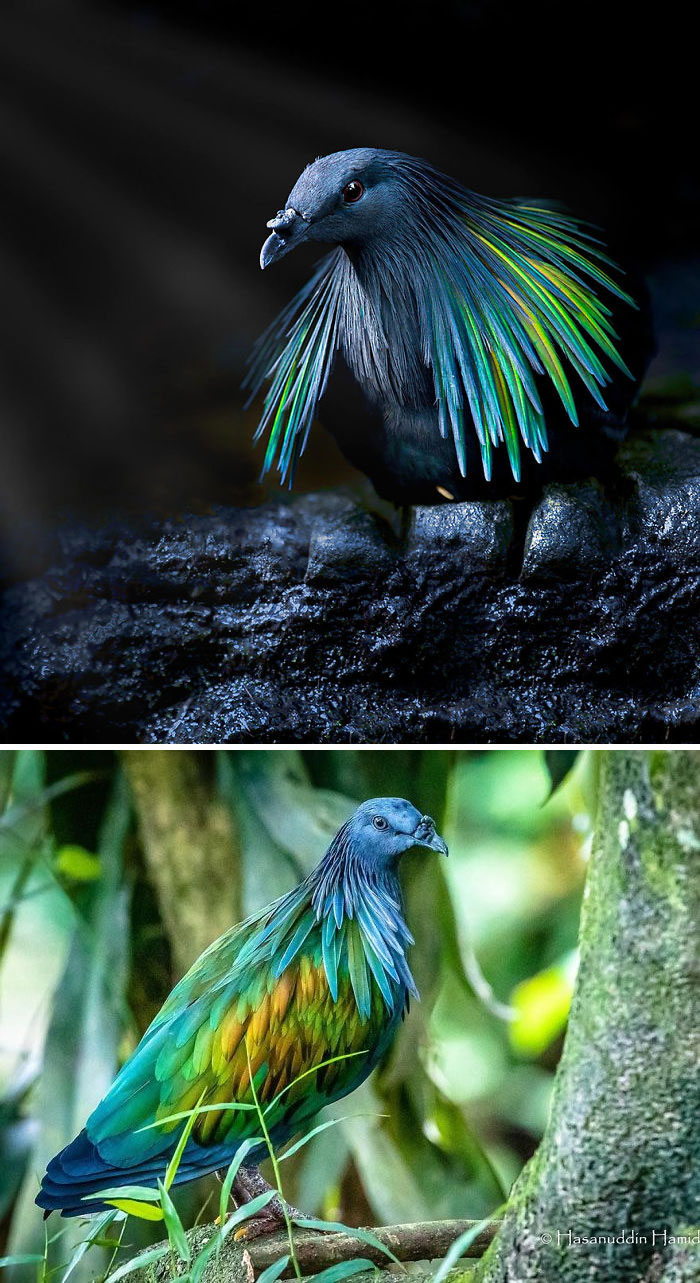 The Nicobar Pigeons