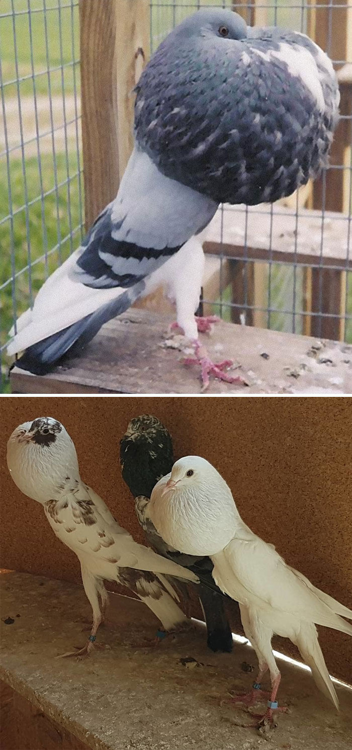 Pigeons effroi tierschreck effrayer épouvantail Noir Corbeau 48 x 12 x 20 