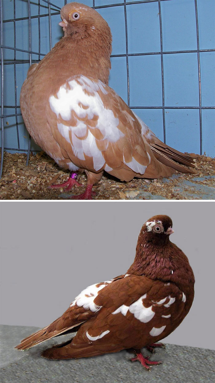 English Short-Faced Pigeons