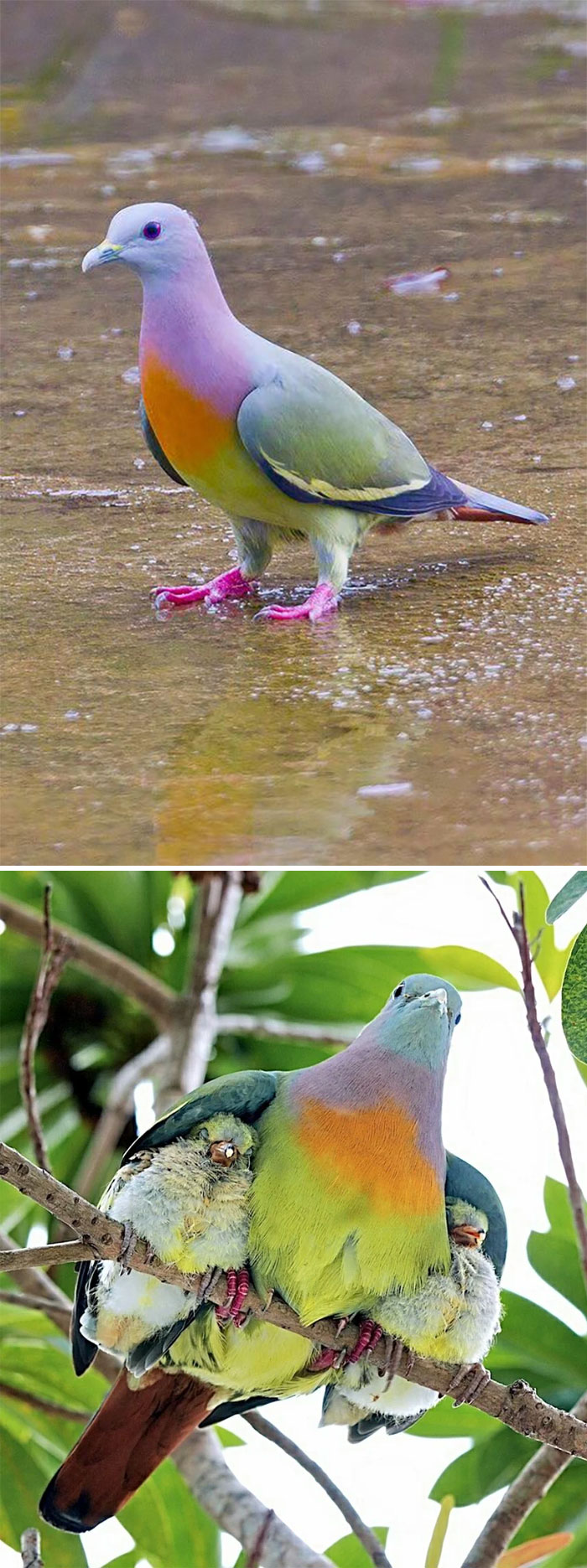 Pink Necked Green Pigeon