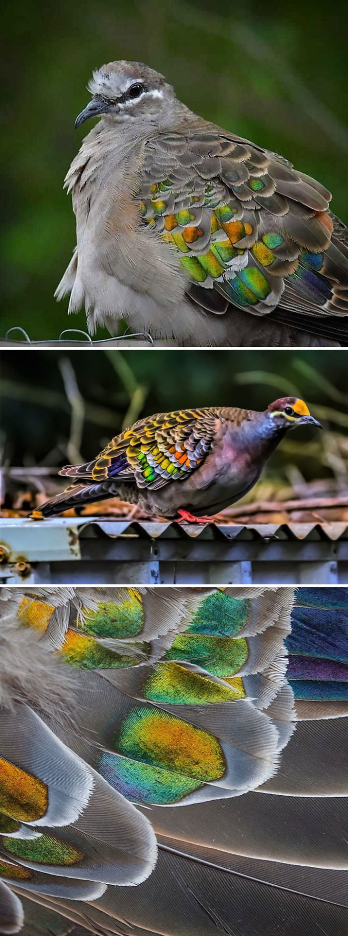 Bronzewing Pigeons