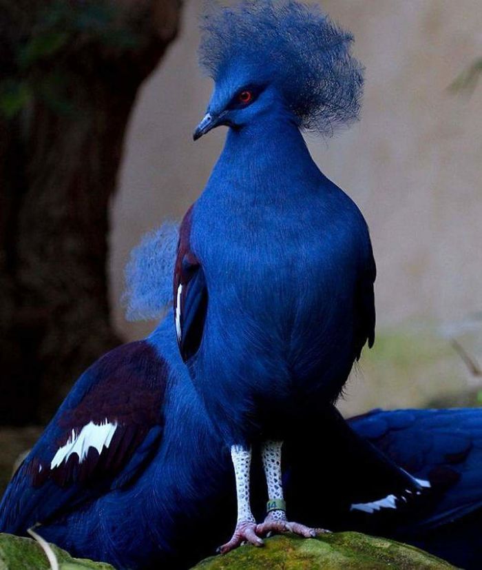 Blue Crowned Pigeon