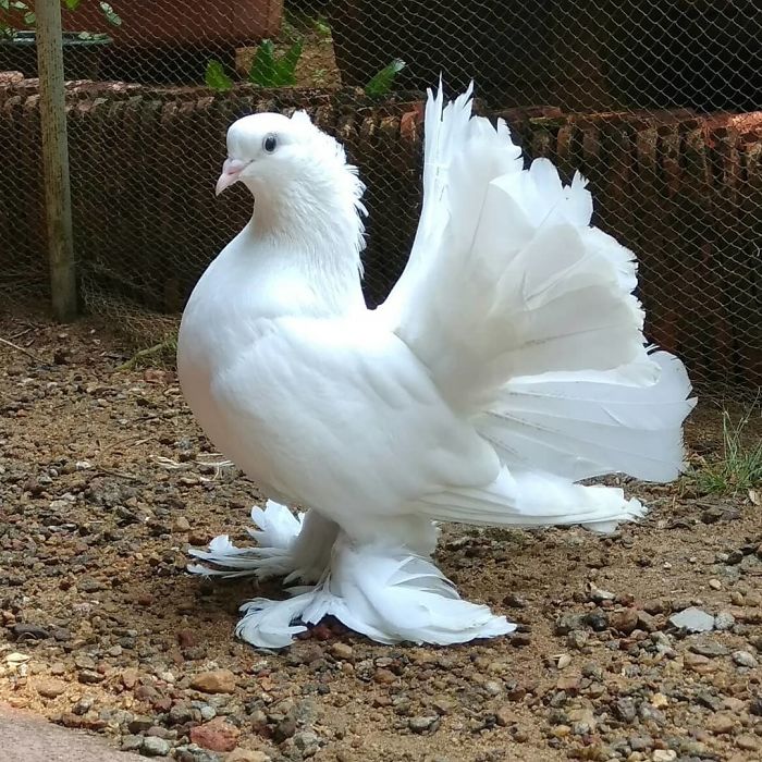 Indian Fantail