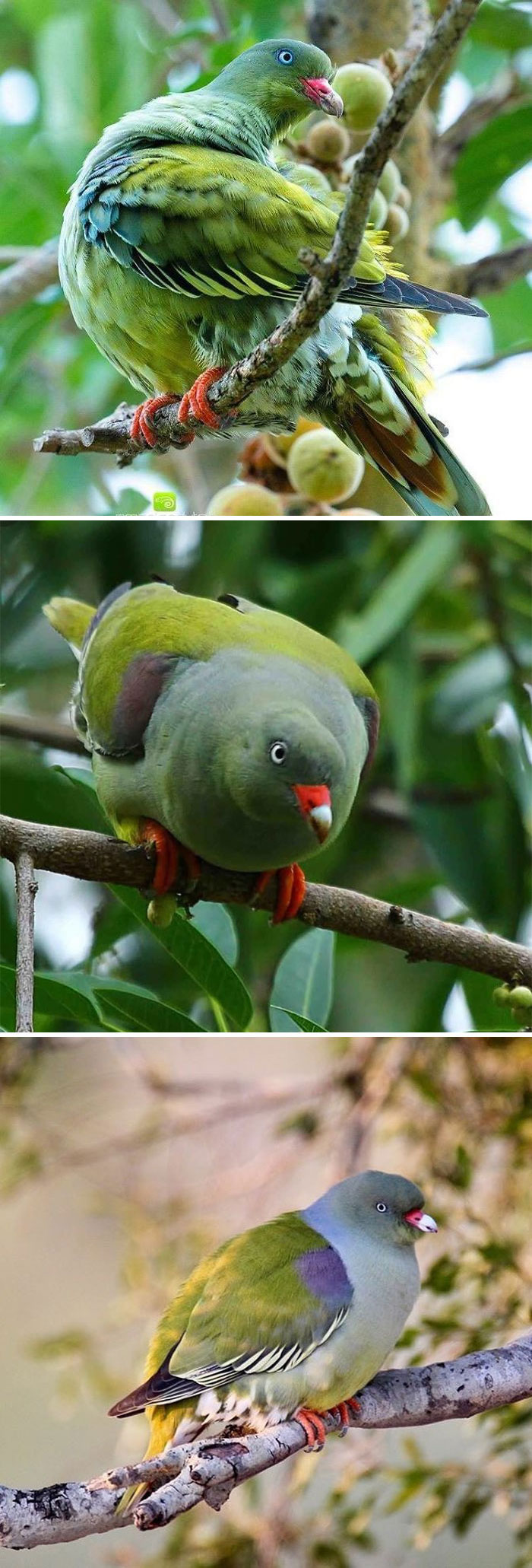 African Green Pigeon