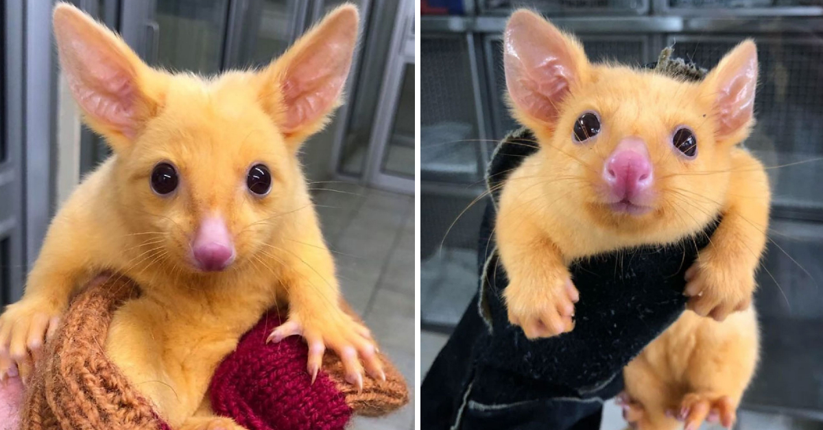 Australian vet clinic rescues rare golden possum and it looks like a real-life Pokémon