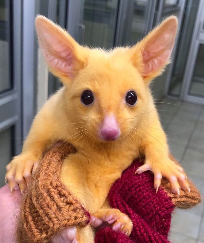 This rescued brushtail golden possum went viral for her incredible orange-yellow coat