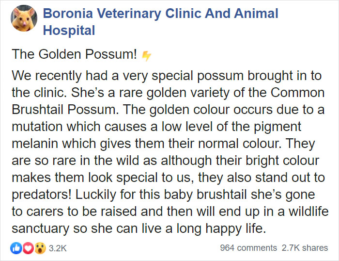 The clinic in Boronia announced the news about their special resident on Facebook