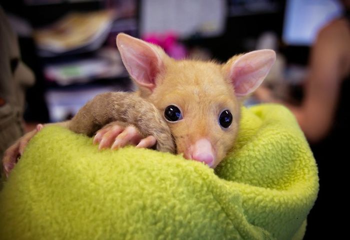 Golden Possum