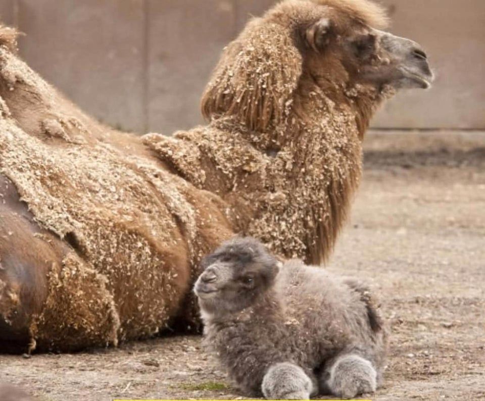 Baby Camels Look Like Cartoons