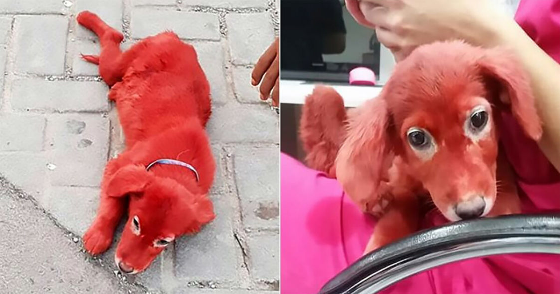 Dog Dyed Red Rescued After Man Who Liked Her Color Bought Her