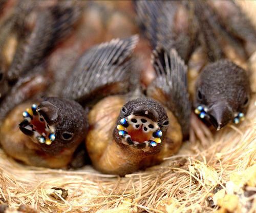 The gouldian finch chicks have bright spots along the sides of their mouths that allow their parents to see and feed them in the dark.