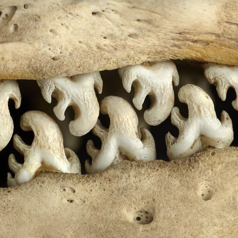 Strange Secrets: These are the teeth of the crabeater seal!