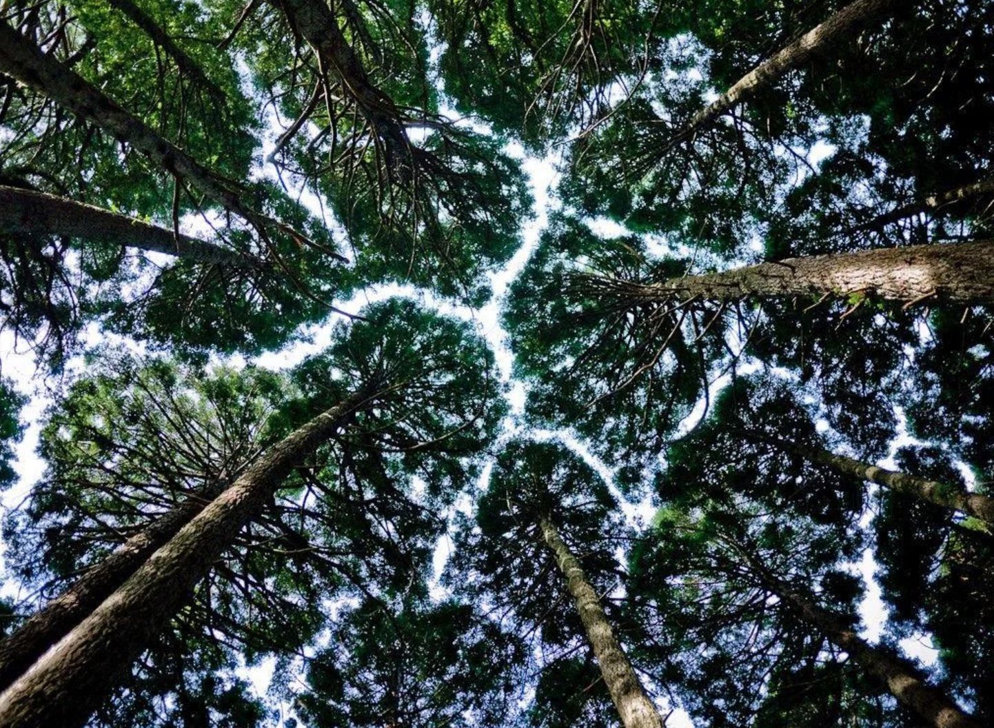 Strange Secrets: Have you ever seen the canopies in the wood like these?