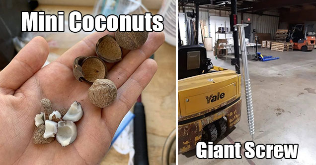 19 Things That Are Not the Size You Expect Them to Be