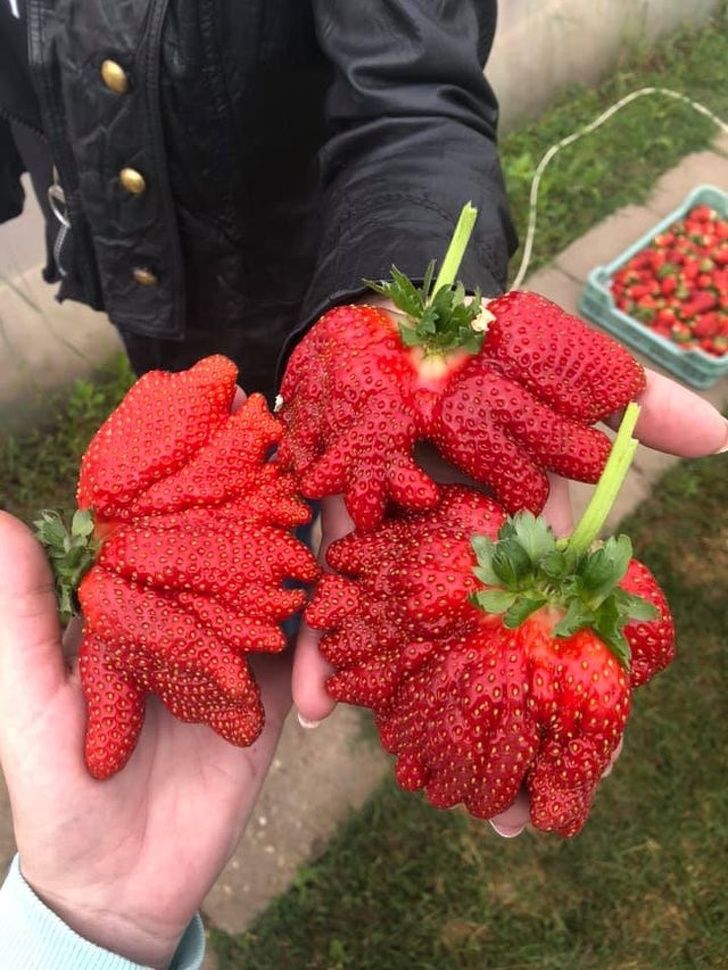 Different Size: Have you ever eaten these giant mutant strawberries?