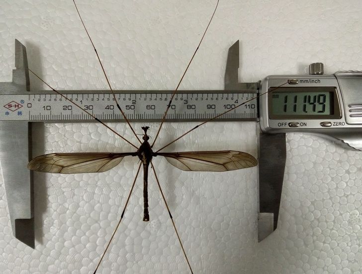 Holorusia mikado mosquitos can have a wingspan of size 4 inches.