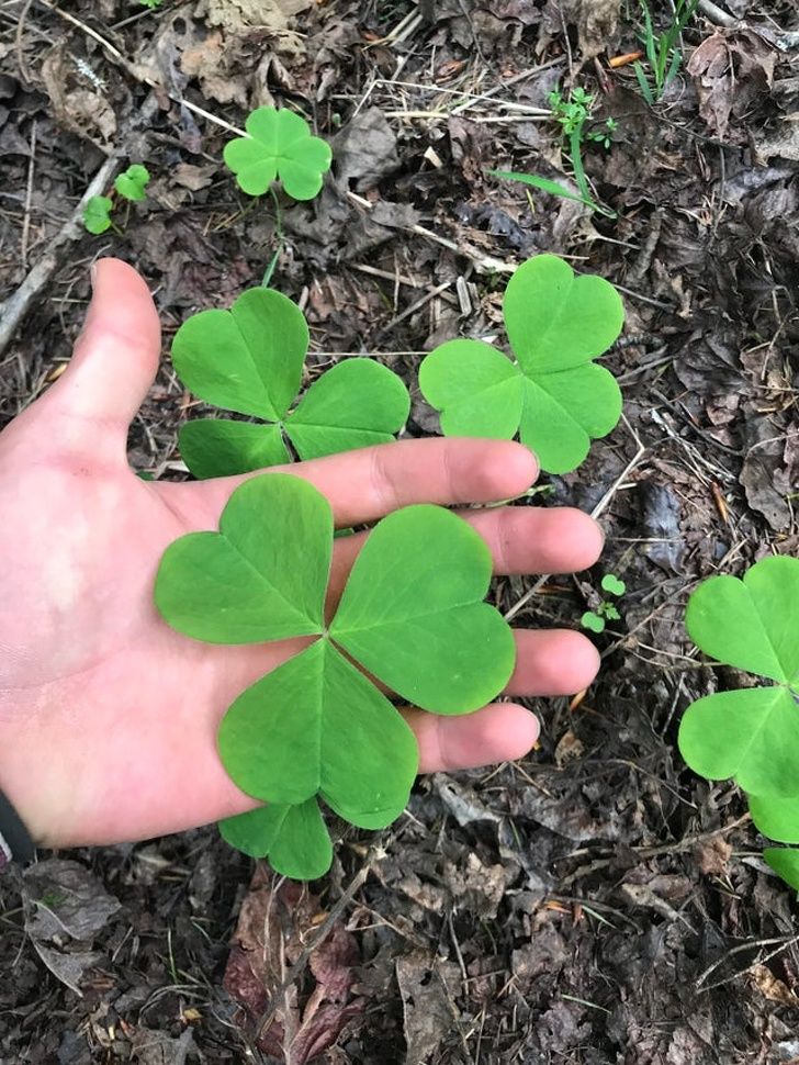 A huge clover found in Mineral, Washington