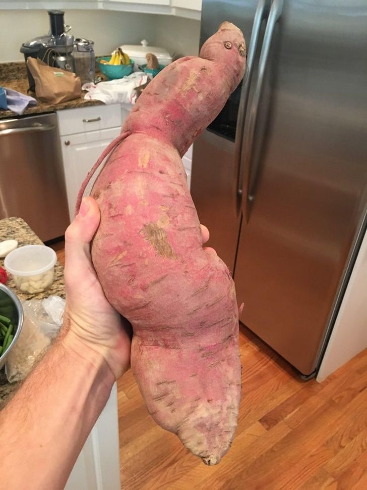 I found this absolute unit of sweet potato. Looks like it has two eyes too!
