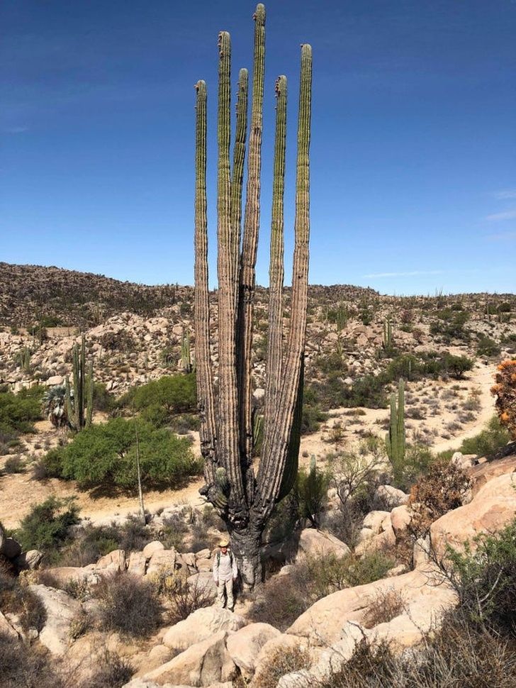 Different Size: “Did you guys know how big a cactus can get? That’s me at the bottom.”