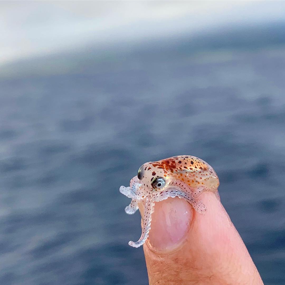 Different Size: Meet the cute baby octopus!