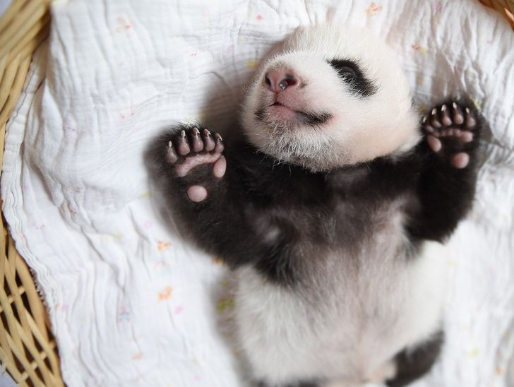 Different Size: The baby panda is about a month old!