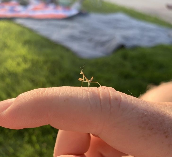 Different Size: This baby praying mantis.