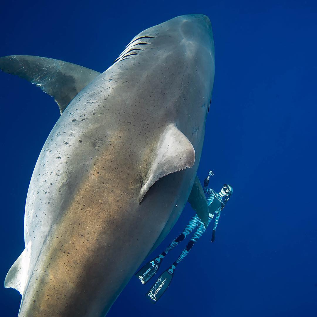 A white shark and a human