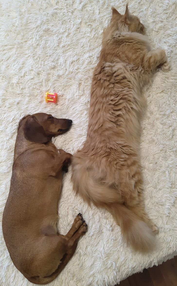 A Dachshund and a teenage Maine Coon. Can you compare their size?
