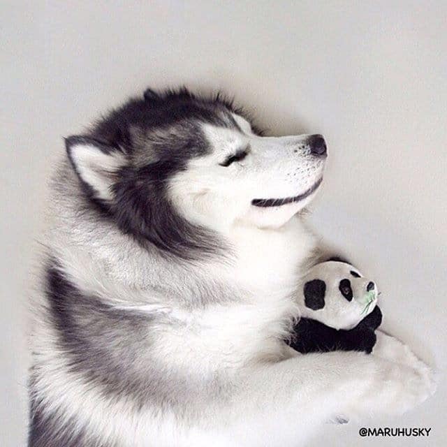 Maru loves to sleep and cuddle with his most favorite panda