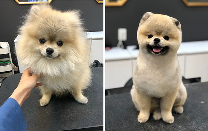 Pet Groomers 101 - That blurred background makes it look photoshopped.