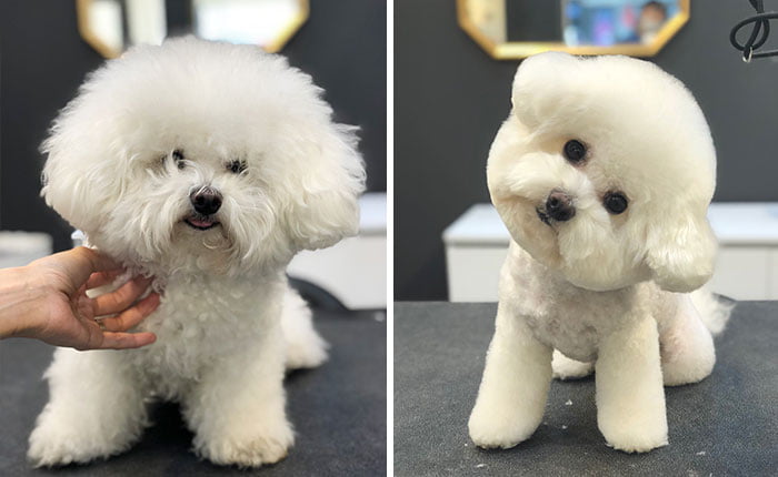 Pet Groomers 101 - The head tilt is truly adorable.