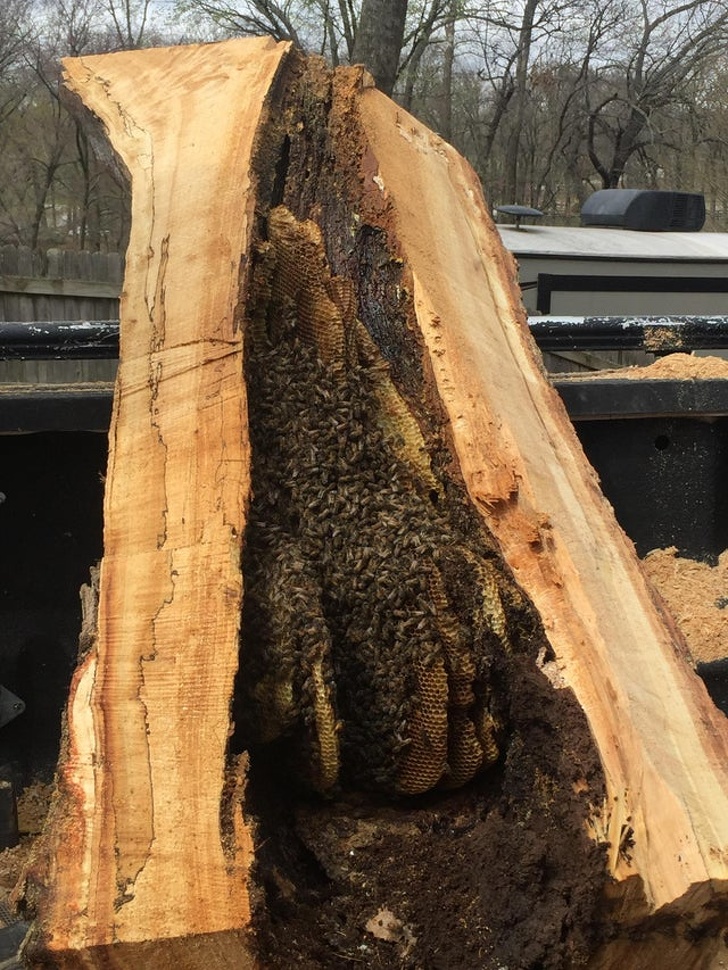 That's inside a bee tree.