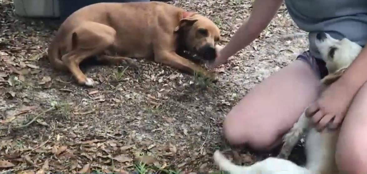 Pups took good care of autistic toddler