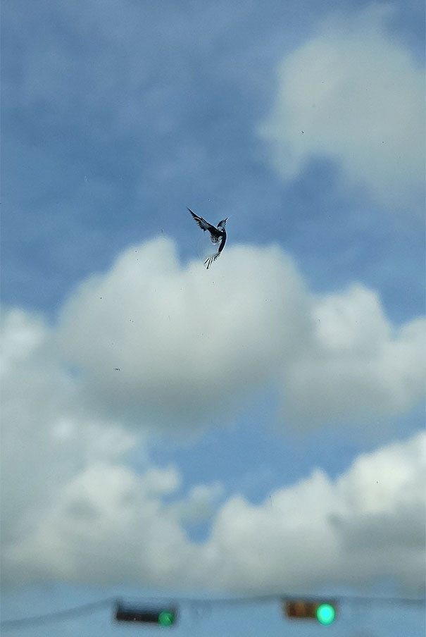 A Rock Created Bird Shaped Window Art On My Car