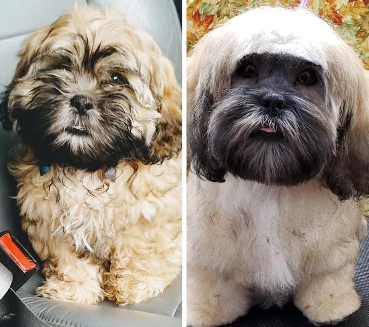 After grooming, this dog started to look like a fashionista