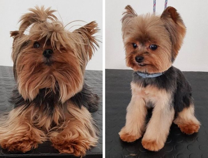 A groomed Yorkie is a confused Yorkie