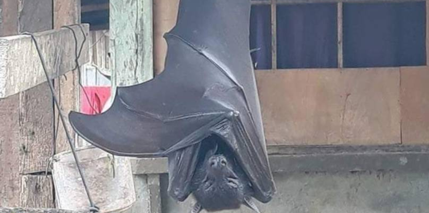 human-sized bat