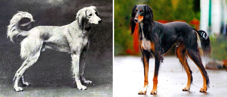 Saluki (Persian Greyhound)
