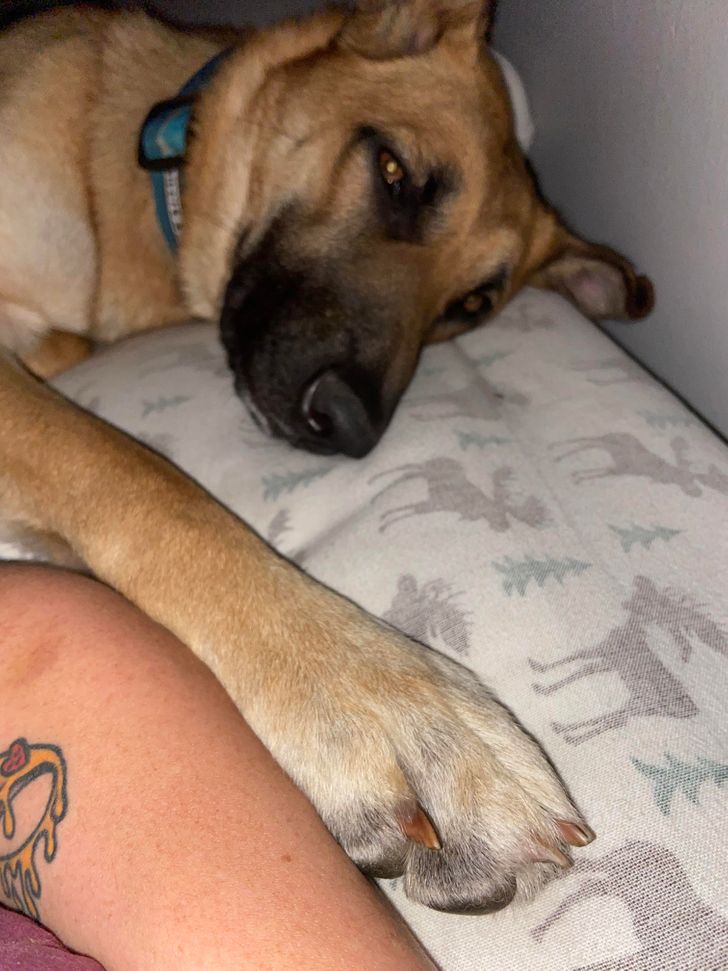 My dog always needs to be touching my arm. We were her fourth home in 11 months. She’s finally in her forever home and I think she knows. She’s always got a paw on me, especially when I’m emotional