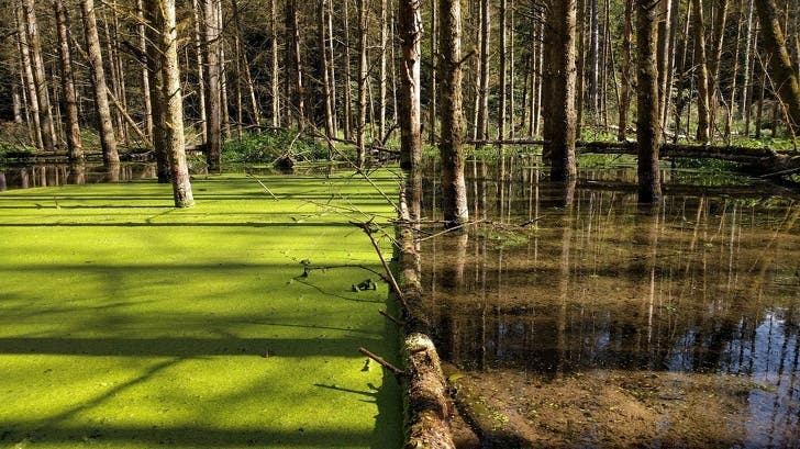 A fallen tree divides the swamp perfectly