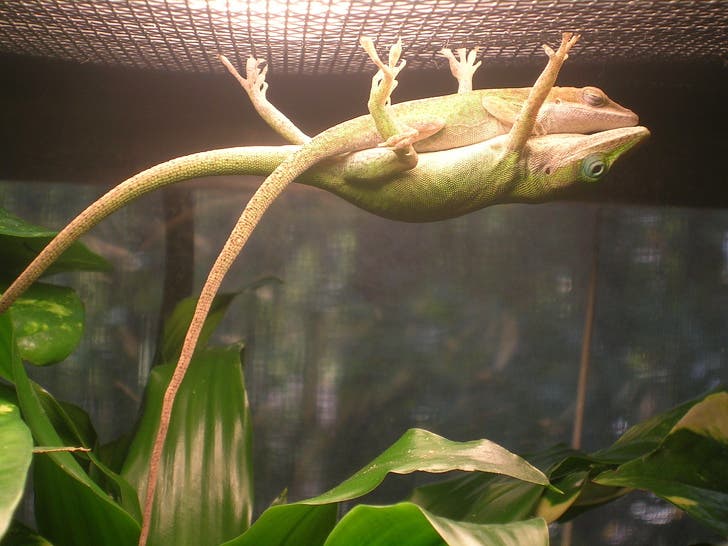 Lizards enjoying some 'private time'