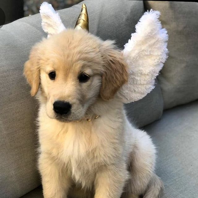 angel puppy