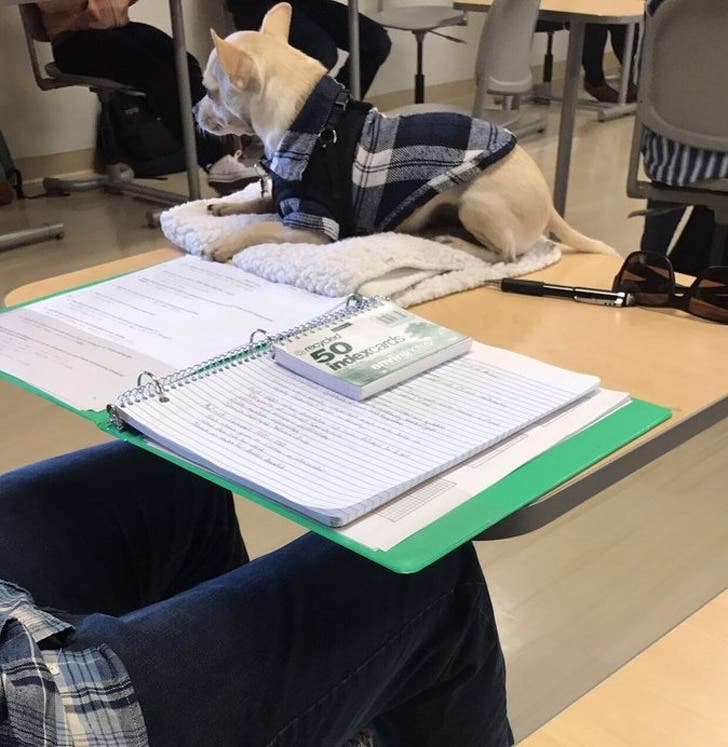 This student takes his dog to college every day and his beloved pet will quietly sit on the desk until the lesson's over