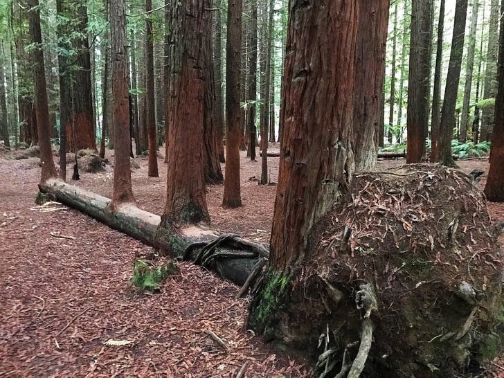 This fallen tree sprouted 4 other trees