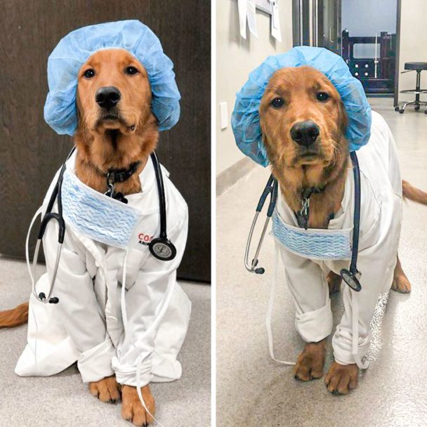 20 Pictures That Will Make You Want To Get A Dog Right Now