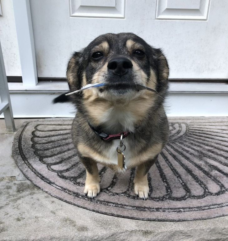 My folk’s dog greets me every morning with a gift. Today it was a feather