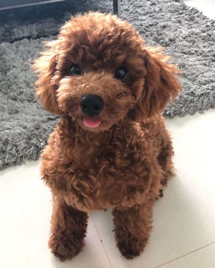 Toy poodle